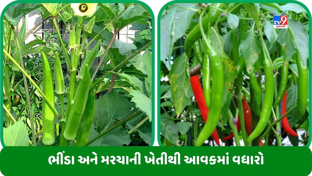 Success Story: 3 વીઘામાં ખેતી કરીને ખેડૂત બન્યો અમીર, ભીંડા અને મરચા વેચીને કરી લાખોની કમાણી