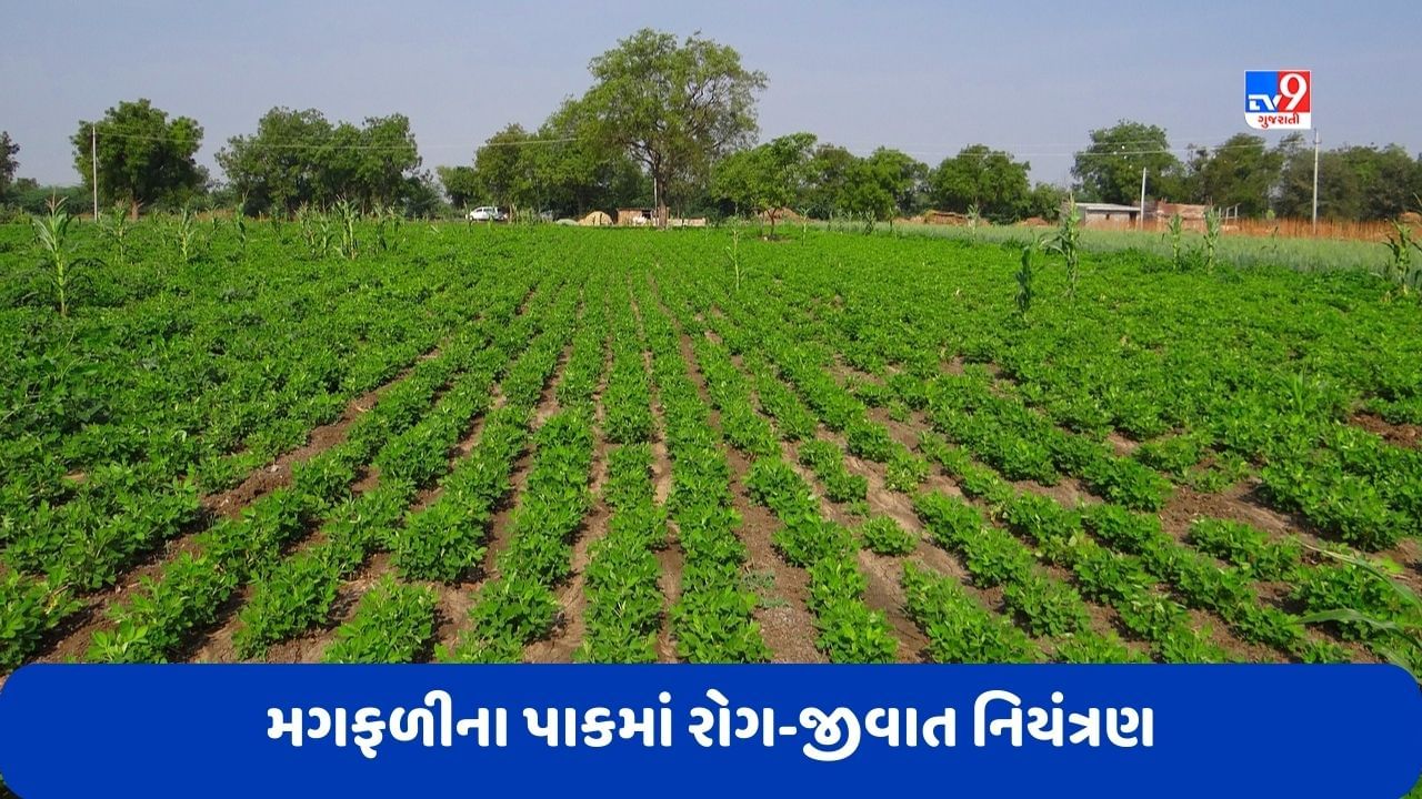 Agriculture: ખેડૂતોએ મગફળીના પાકમાં રોગ-જીવાતના નિયંત્રણની સાથે આ ખેતી કાર્યો કરવા જોઈએ