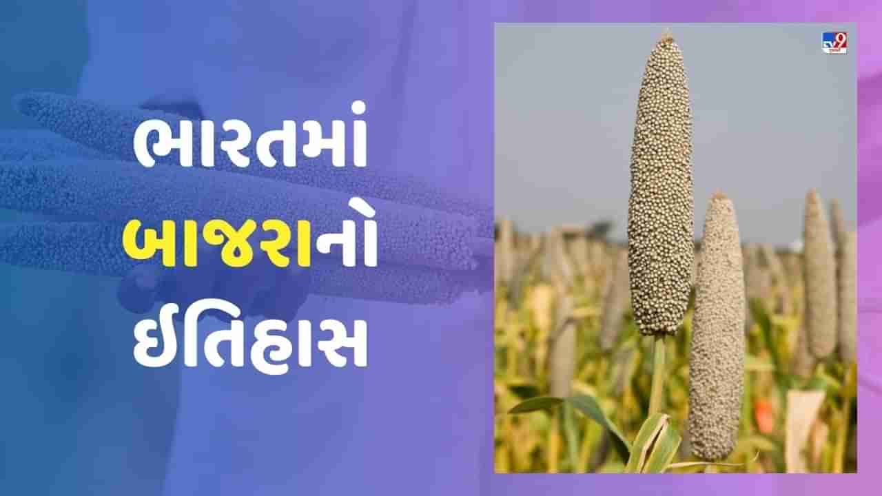 History of millet: ભારતમાં બાજરાનો ઇતિહાસ, જાણો તેની ખેતી કેવી રીતે અને ક્યારે શરૂ થઈ