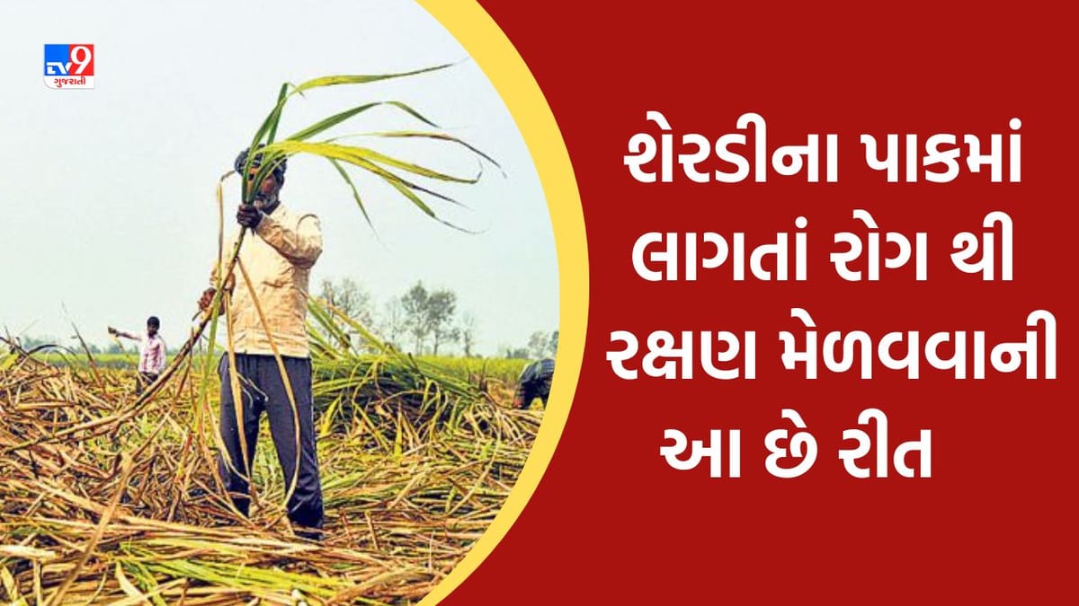 ચોમાસા દરમ્યાન શેરડીના પાકને જંતુઓથી કેવી રીતે આપવું રક્ષણ, જાણો વિગતવાર માહિતી ચોમાસા દરમ્યાન શેરડીના પાકને જંતુઓથી કેવી રીતે આપવું રક્ષણ, જાણો વિગતવાર માહિતી