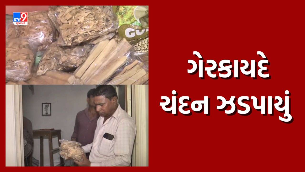 નવસારીના પારસી સોસાયટીમાં પકડાયું ગેરકાયદે ચંદન, આરોપીઓને જામીન પર કરાયા મુક્ત, જુઓ Video