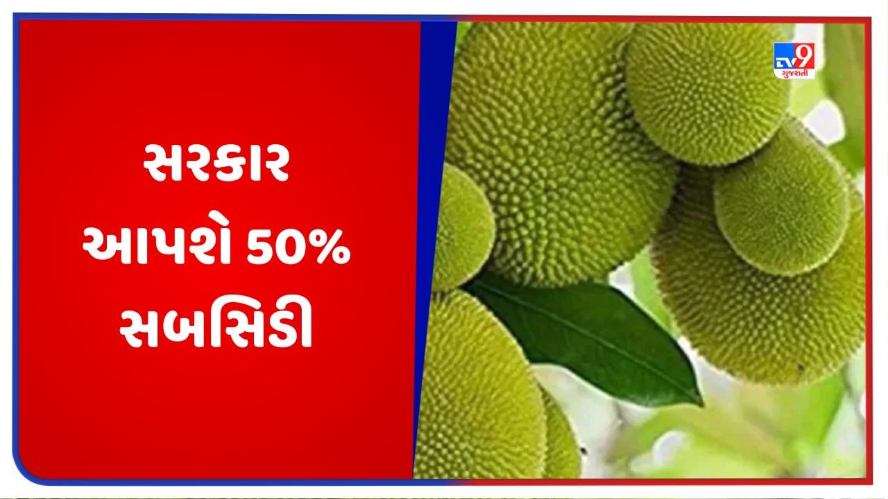 Subsidy: જાંબુ અને જેકફ્રૂટની ખેતી પર મળશે 50 ટકા સબસિડી, આવી રીતે કરો અરજી