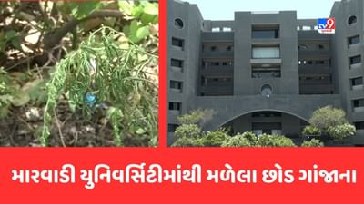Rajkot : મારવાડી કોલેજમાંથી મળેલા ગાંજાને લઇને મોટો ખુલાસો, FSL રિપોર્ટમાં મળેલા છોડ ગાંજાના જ નીકળ્યા, જુઓ Video