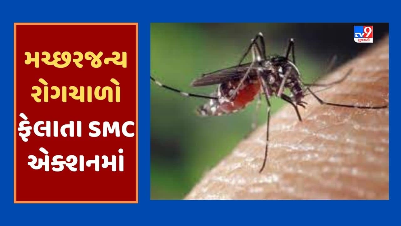Gujarati Video : સુરતમાં મચ્છરજન્ય રોગચાળો વકરતા કોર્પોરેશનનું તંત્ર એકશનમાં, આરોગ્ય વિભાગે બે લાખથી વધુ ઘરોમાં ચેકિંગ કર્યું