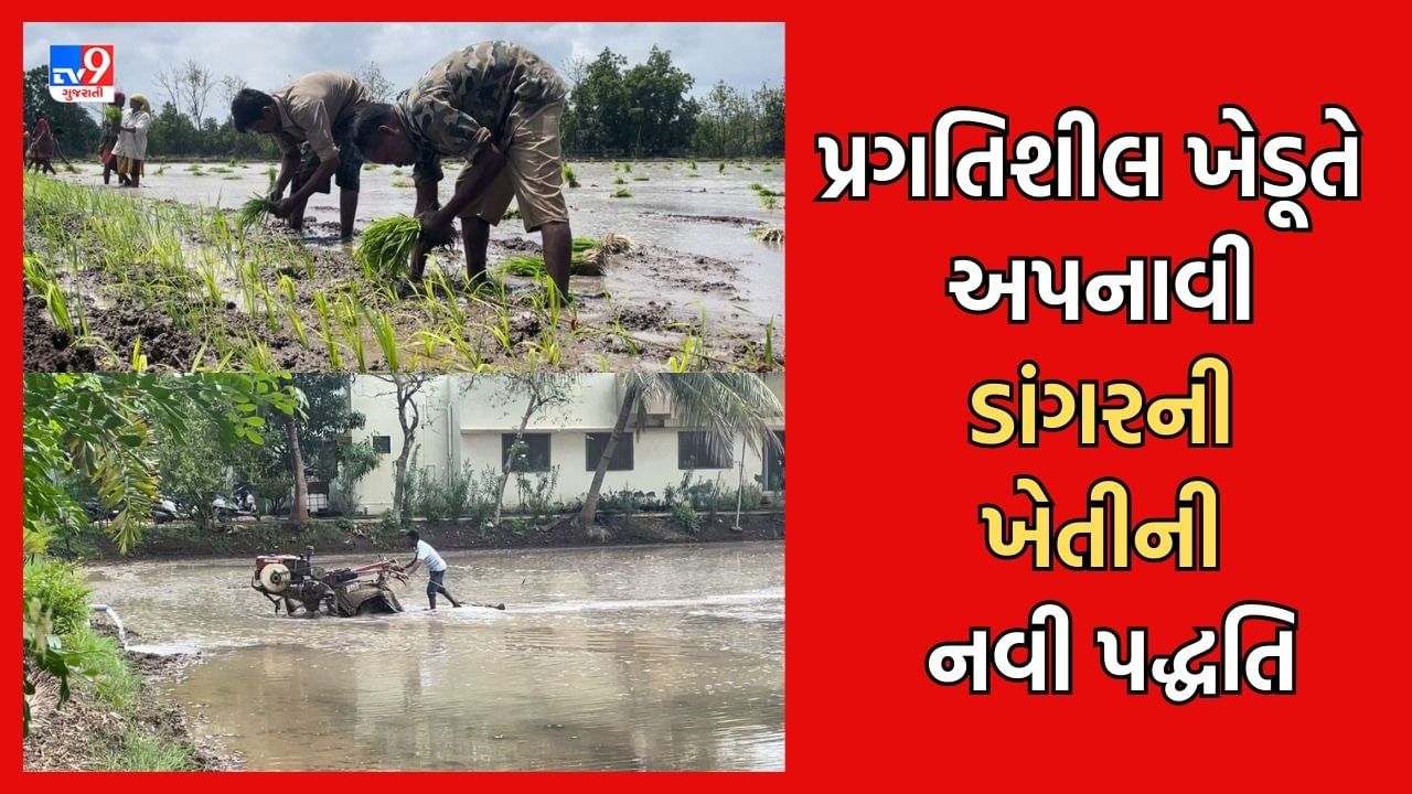 Navsari: ડાંગરની ખેતીમાં થતો મોંઘોદાટ ખર્ચ ઘટાડવાની દિશામાં નવસારીના ખેડૂતોની પહેલ, પોખીને ડાંગરની વાવણીની કરી શરૂઆત