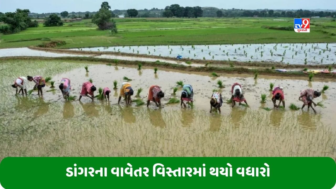 Paddy Farming: અલ નીનોની આગાહી છતાં ડાંગરના વાવેતર વિસ્તારમાં બમ્પર વધારો, મોંઘવારી પર લાગશે બ્રેક?