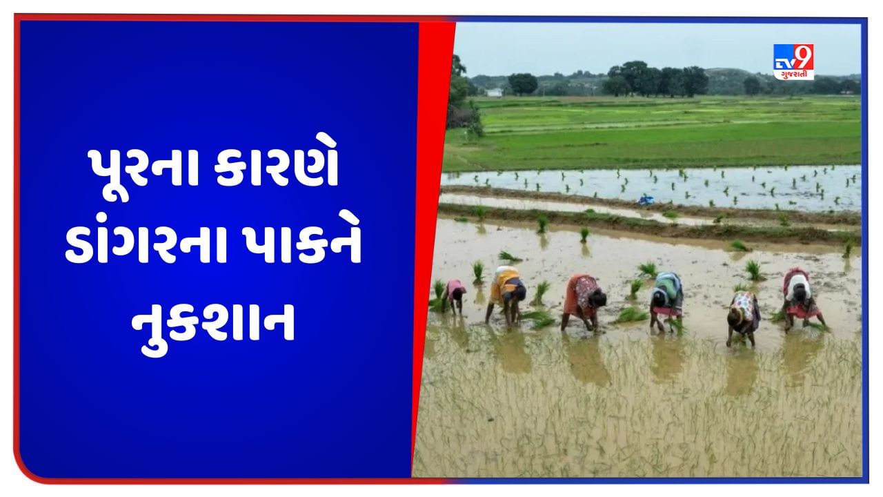 Agriculture: પૂરના કારણે ડાંગરનો પાક નાશ પામ્યો, હવે ખેડૂતોને મફતમાં મળશે છોડ