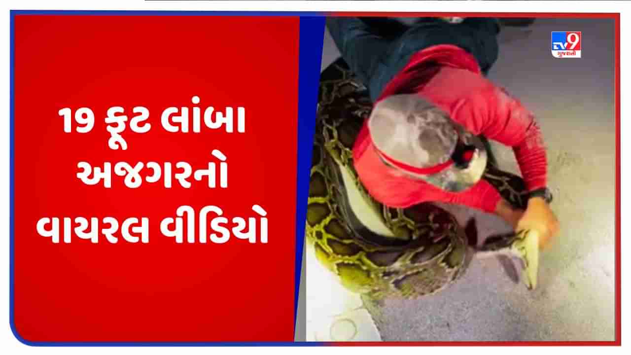 Viral Video: 22 વર્ષના છોકરાએ 19 ફૂટ લાંબો અજગર પકડ્યો, વીડિયો જોઈને તમે ચોંકી જશો!