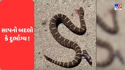 Rajasthan Latest News: 1 નાગ, 6 દિવસ, એક જ જગ્યા અને 2 વાર ડંસ બાદ આખરે મોત, શું નાગે બદલો લીધો કે કિસ્મત ખરાબ !