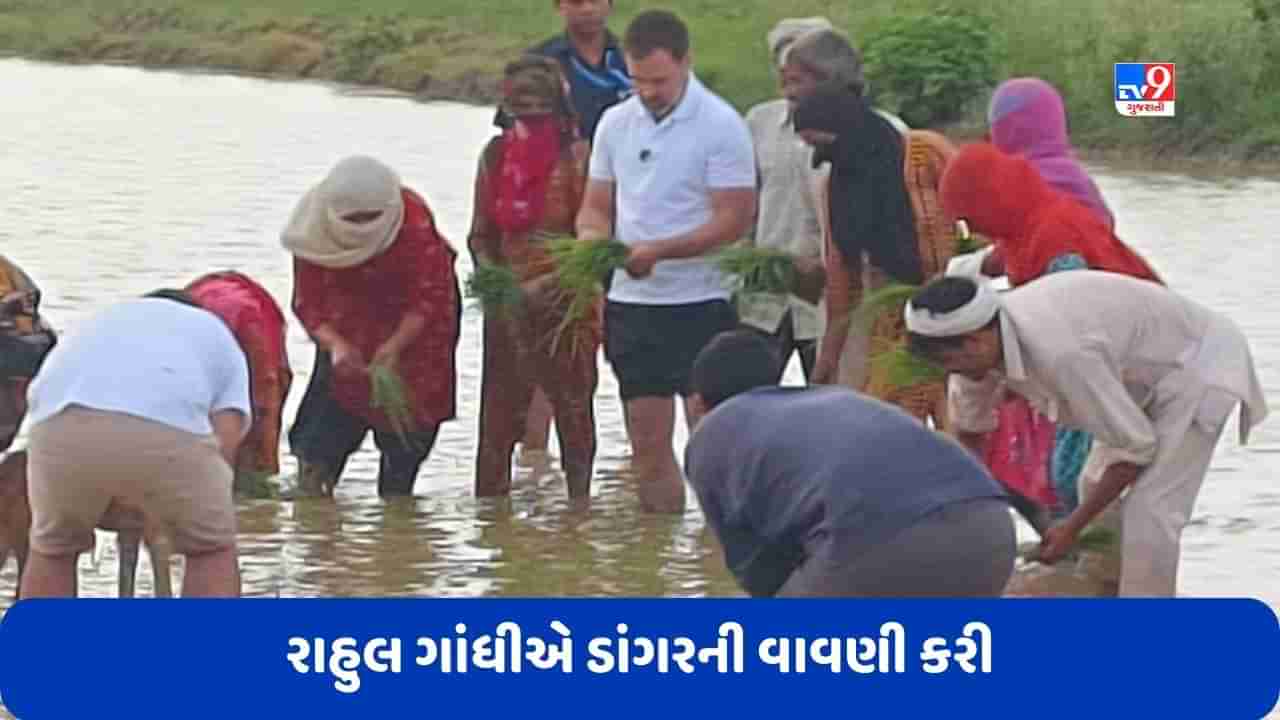 Rahul Gandhi: રાહુલ ગાંધીએ ડાંગરની વાવણી કરી, ખેતરમાં ટ્રેક્ટર પણ ચલાવ્યું, જુઓ Video