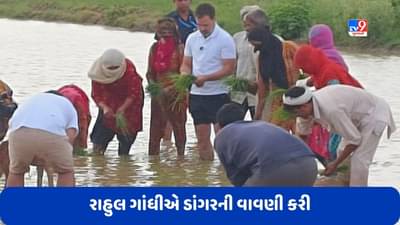 Rahul Gandhi: રાહુલ ગાંધીએ ડાંગરની વાવણી કરી, ખેતરમાં ટ્રેક્ટર પણ ચલાવ્યું, જુઓ Video