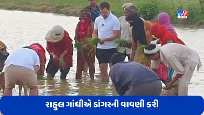 Rahul Gandhi: રાહુલ ગાંધીએ ડાંગરની વાવણી કરી, ખેતરમાં ટ્રેક્ટર પણ ચલાવ્યું, જુઓ Video