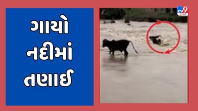 Monsoon 2023: રાજકોટના ભાયાવદરમાં ધોધમાર વરસાદ બાદ પૂરના દ્રશ્યો આવ્યા સામે, બે ગાય નદીમાં તણાઈ, જુઓ Video