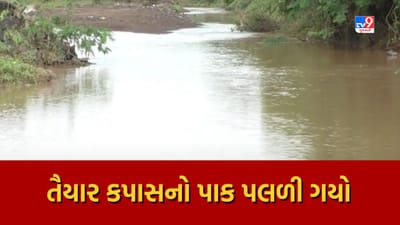 Rajkot: જામકંડોરણામાં ઘરમાં ઘુંટણસમા પાણી ભરાતા ઘરવખરીને ભારે નુકસાન, તૈયાર કપાસનો પાક પલળી ગયો, જુઓ Video