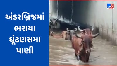Rajkot Rain Breaking : રાજકોટના ગોંડલ પંથકમાં ભારે વરસાદ, ઉમવાળા અંડરબ્રિજમાં ભરાયા ઘૂંટણસમા પાણી, જુઓ Video Rajkot Rain Breaking : રાજકોટના ગોંડલ પંથકમાં ભારે વરસાદ, ઉમવાળા અંડરબ્રિજમાં ભરાયા ઘૂંટણસમા પાણી, જુઓ Video