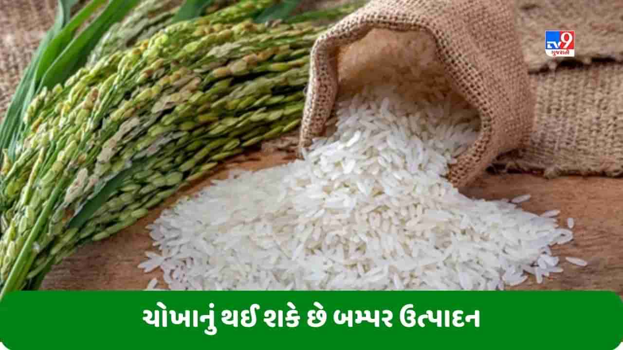 Rice Production: ચોખાનું થઈ શકે છે બમ્પર ઉત્પાદન, સામાન્ય લોકોને મળશે ભાવ વધારાથી રાહત?