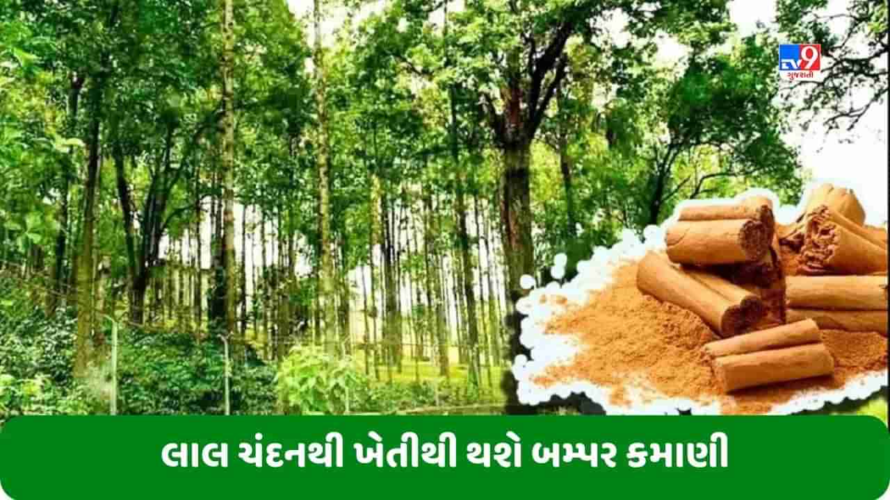 Sandalwood Farming: લાલ ચંદનથી થશે બમ્પર કમાણી, તેની ખેતી શરૂ કર્યા પછી થોડા વર્ષોમાં ખેડૂત બની જશે કરોડપતિ