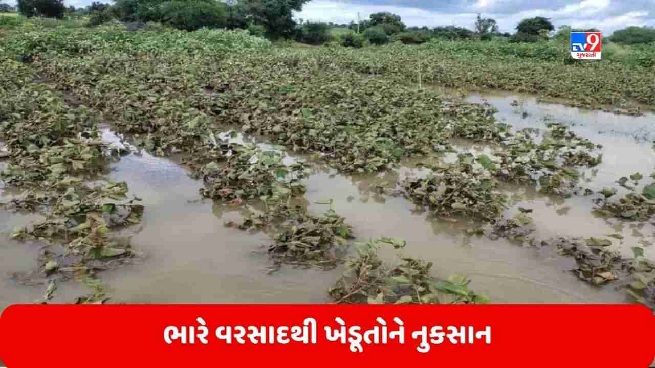 ભારે વરસાદ ખેડૂતો માટે મુસીબત બન્યો, કરોડો રૂપિયાનું થઈ શકે છે નુકસાન