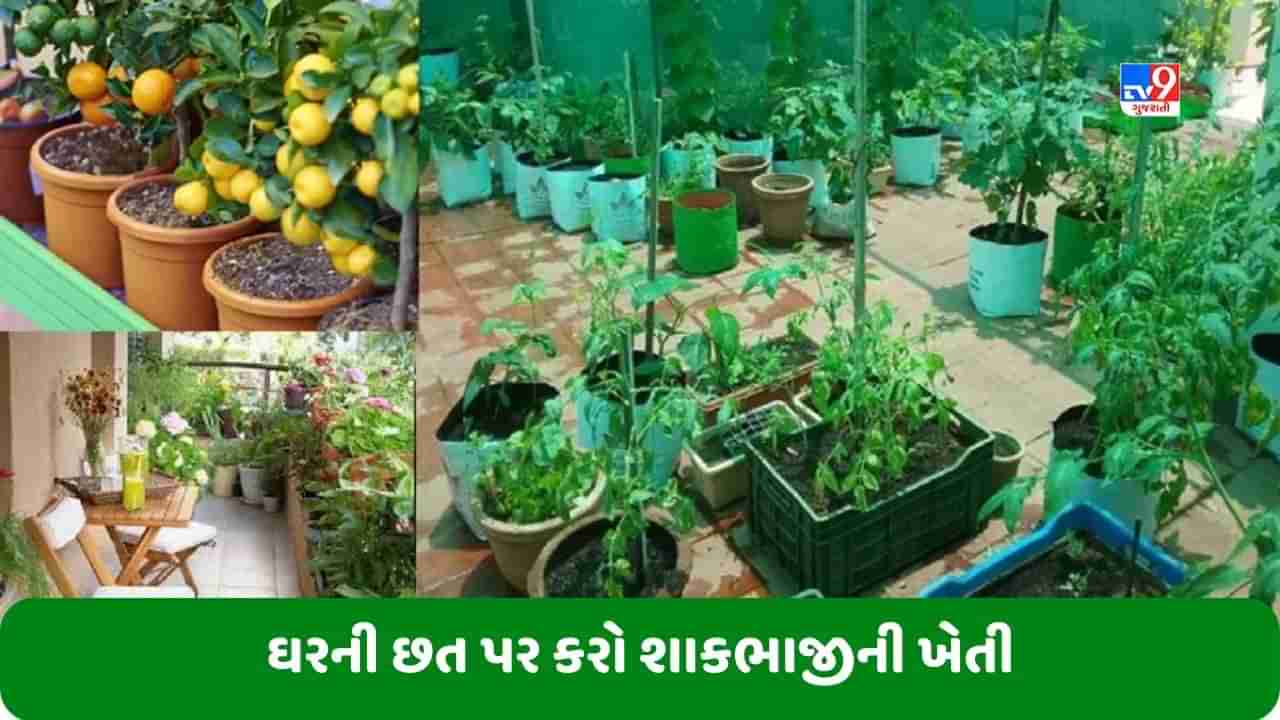 Terrace Farming: છત પર આ શાકભાજીની ખેતી કરો, દર મહિને થશે હજારો રૂપિયાની બચત