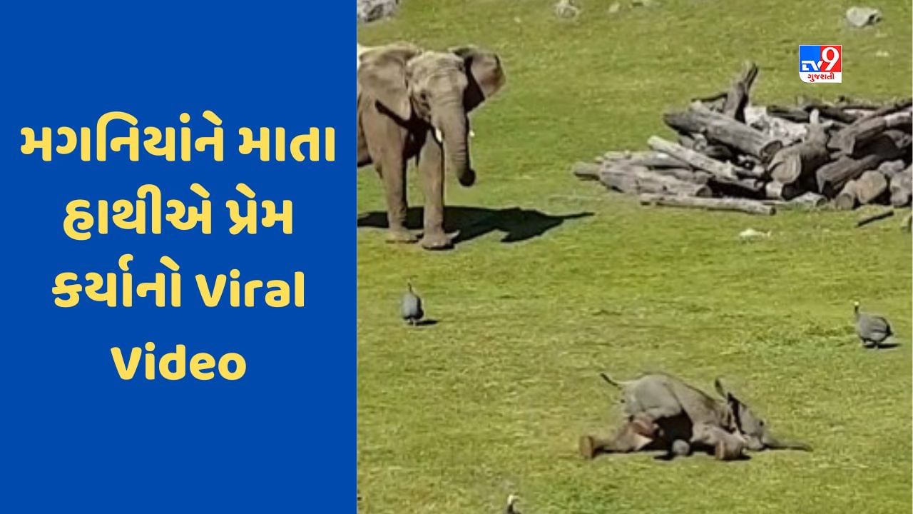 Viral Video: મેરી માં કે બરાબર કોઈ નહીં! મદનિયાને માતા હાથીના પ્રેમ વરસાવ્યો, યુઝર્સ વરસાવી રહ્યા છે પ્રેમ