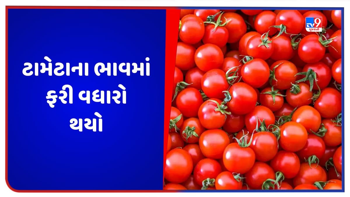 Tomato Price: આ રાજ્યમાં ટામેટા ફરી મોંઘા થયા, એક સપ્તાહમાં ભાવમાં થયો 100 રૂપિયાનો વધારો Tomato Price: આ રાજ્યમાં ટામેટા ફરી મોંઘા થયા, એક સપ્તાહમાં ભાવમાં થયો 100 રૂપિયાનો વધારો