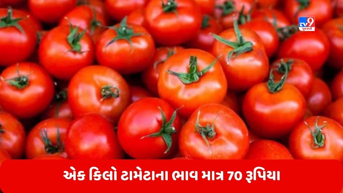 Tomato Price: એક કિલો ટામેટાના ભાવ માત્ર 70 રૂપિયા, આ રીતે ઘરે બેઠા કરો ઓર્ડર Tomato Price: એક કિલો ટામેટાના ભાવ માત્ર 70 રૂપિયા, આ રીતે ઘરે બેઠા કરો ઓર્ડર