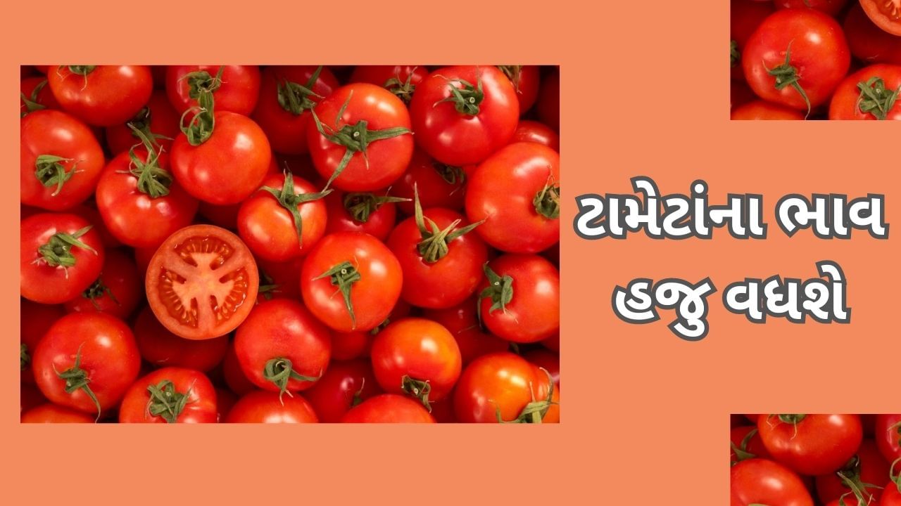 Commodity Market Today: ટામેટાં હજુ વધારે રડાવશે ,300 રૂપિયા સુધી જઈ શકે છે ભાવ, 2 મહિના માટે રાહતનો અવકાશ ઓછો