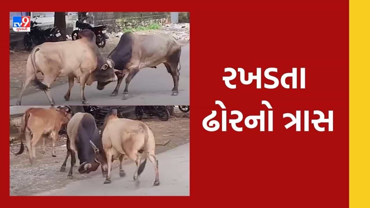 જૂનાગઢના માંગરોળ શહેરમાં ફરી જોવા મળ્યું આંખલા યુદ્ધ, જુઓ Video