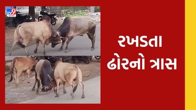 જૂનાગઢના માંગરોળ શહેરમાં ફરી જોવા મળ્યું આંખલા યુદ્ધ, જુઓ Video