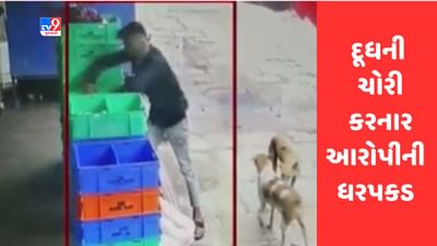Gujarati Video : વડોદરામાં દૂધની ચોરી કરનાર આરોપીની પોલીસે સીસીટીવીને આધારે ધરપકડ કરી