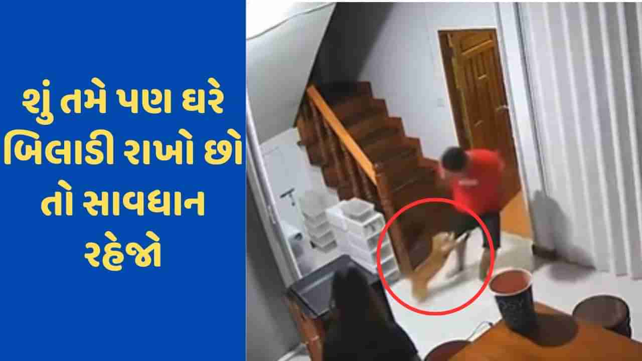 Viral Video: તમે પણ ઘરમાં પાલતુ બિલાડી રાખતા હોય તો સાવધાન, બિલાડીએ માલિક પર જ કર્યો હુમલો