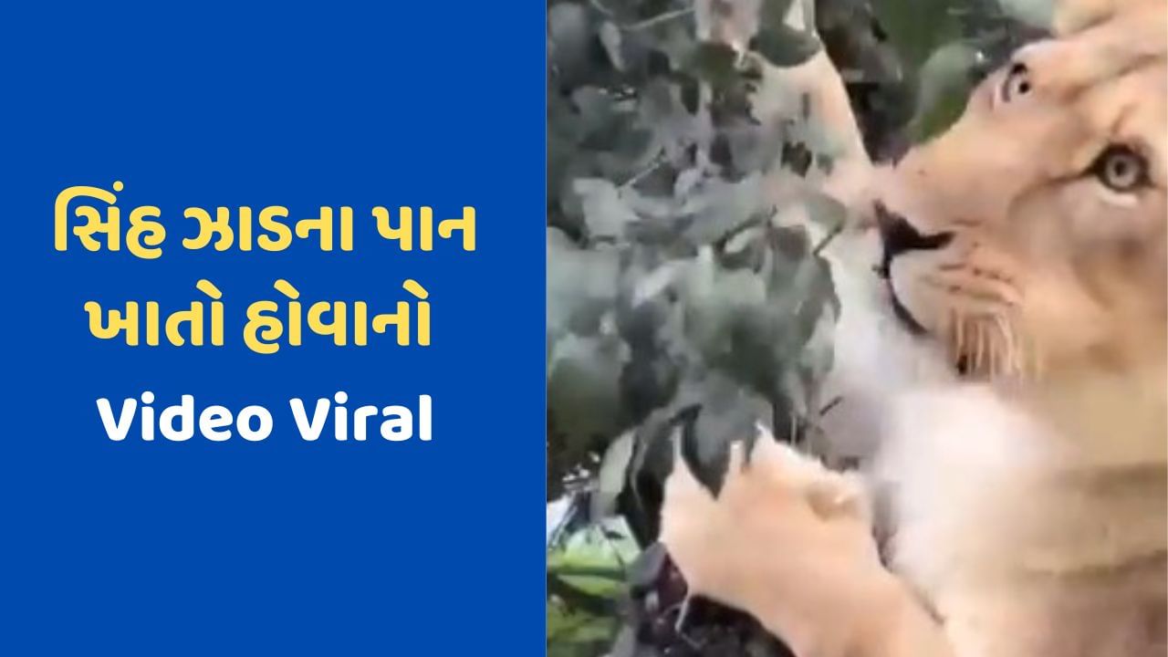 Lion Viral Video : ઝાડના પાન ખાઈને પેટ ભરી રહ્યો હતો સિંહ, લોકોએ કહ્યું શ્રાવણ મહિનો હોવાથી સિંહ પણ ઘાસ ખાય છે