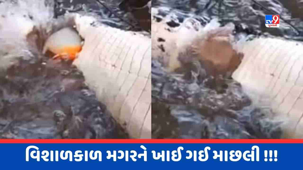 Viral Video : ચપ્પૂ કરતા પણ ધારદાર છે આ માછલીના દાંત, મગરને વચ્ચેથી ફાડીને ખાદ્યો