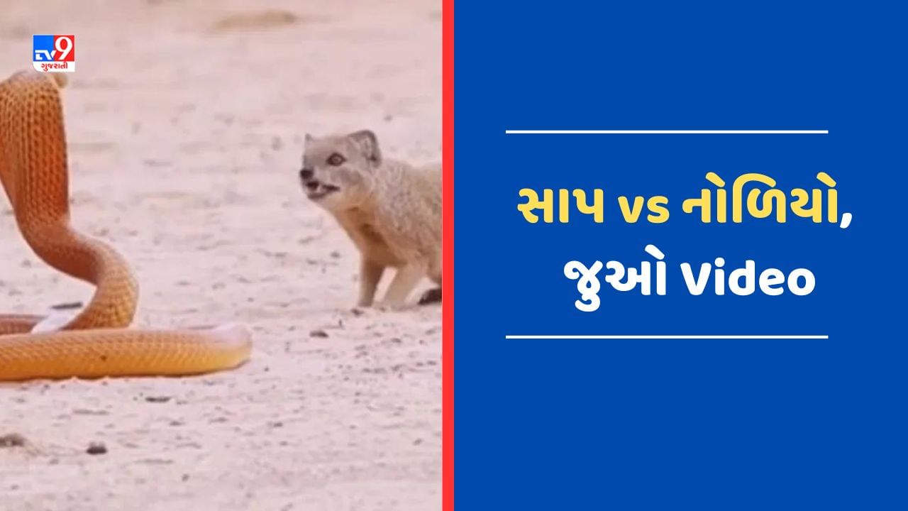 Viral Video : સાપ અને નોળિયો વચ્ચે થઈ ભયંકર લડાઈ, Video જોઈ ઉડી જશે તમારા હોશ