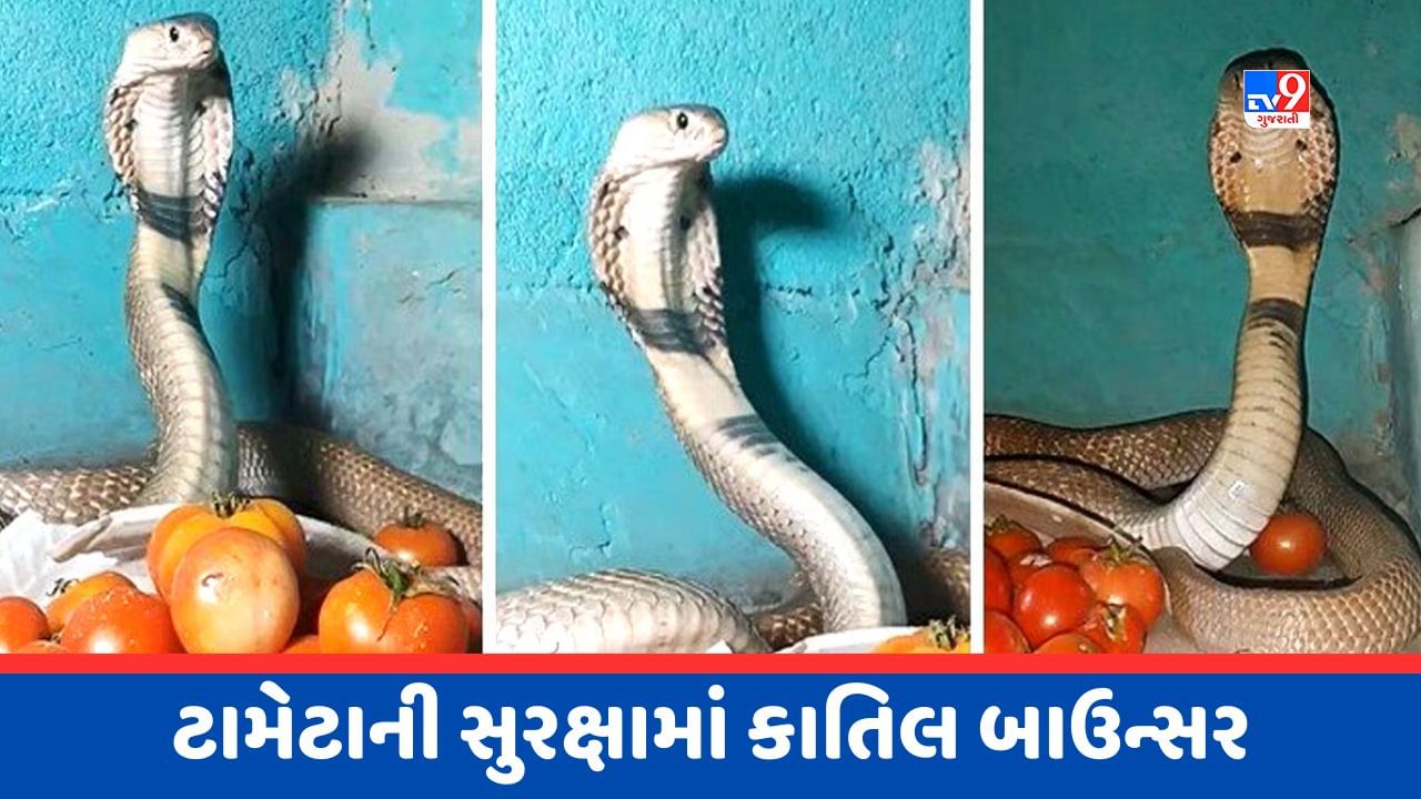 Viral Video: ટામેટા ચોરીનો પ્રયત્ન કરી રહ્યો હતો આ વ્યક્તિ, તરત સાપે કર્યો હુમલો