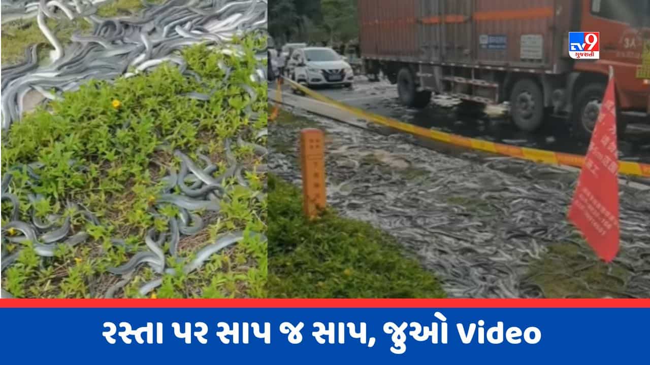 Viral Video : રસ્તા પર થયો સાપનો વરસાદ ! વાયરલ થયો ચોંકાવનારો Video