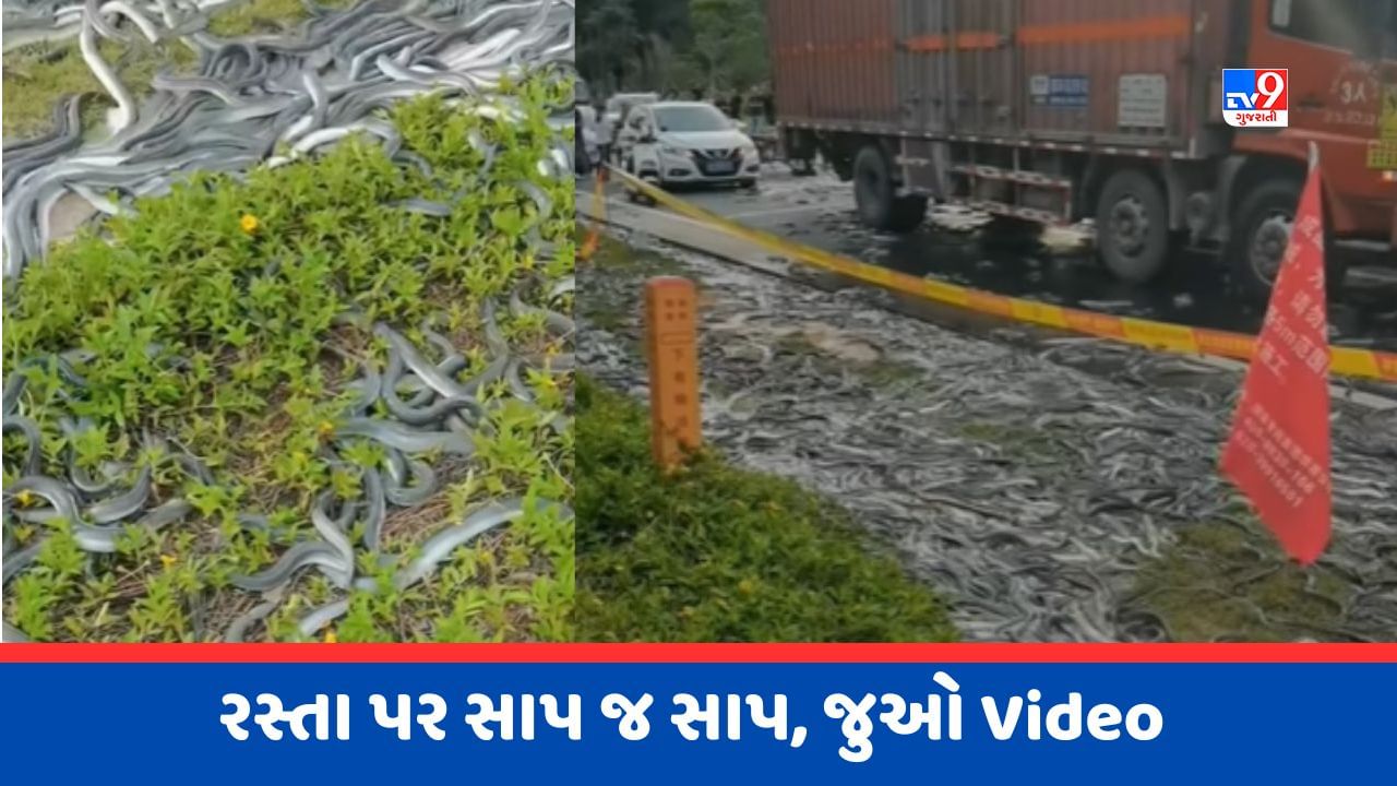 Viral Video : રસ્તા પર થયો સાપનો વરસાદ ! વાયરલ થયો ચોંકાવનારો Video