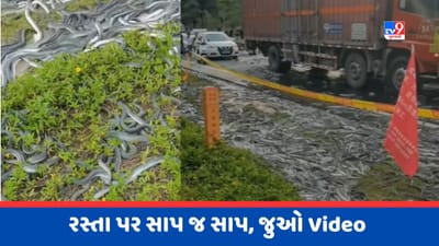 Viral Video : રસ્તા પર થયો સાપનો વરસાદ ! વાયરલ થયો ચોંકાવનારો Video