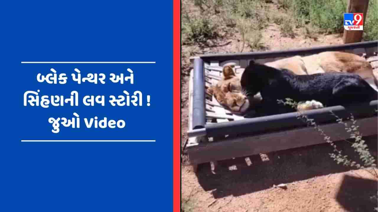 Viral Video : સિંહણ અને બ્લેક પેન્થર વચ્ચે પ્રેમ જોઈ લોકો રહી ગયા દંગ, સોશિયલ મીડિયા પર Viral થયો Video