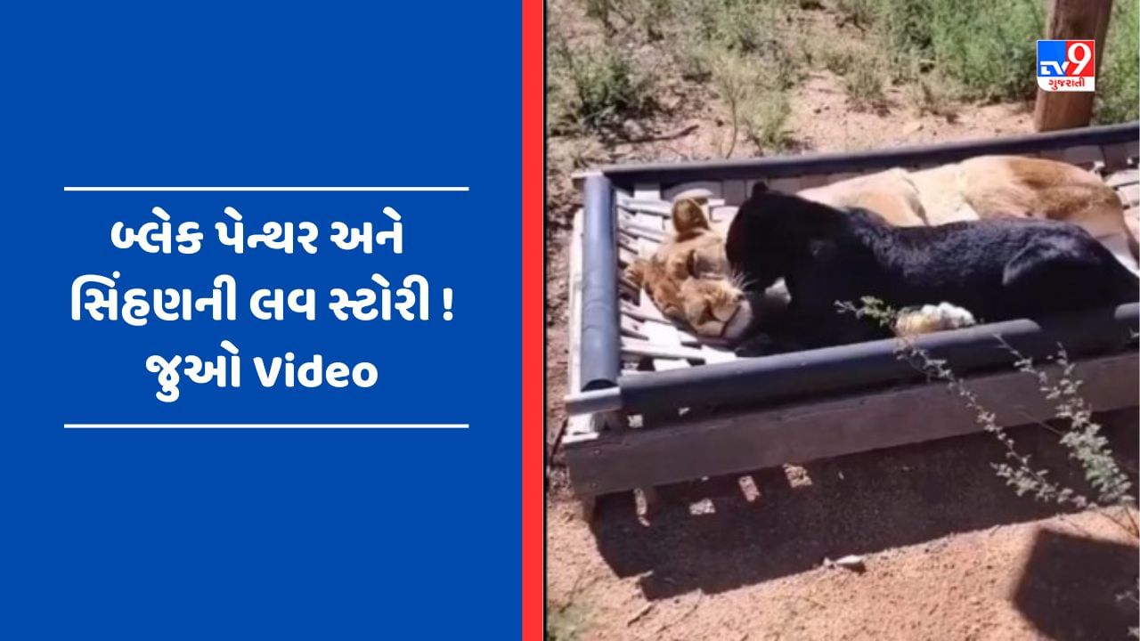 Viral Video : સિંહણ અને બ્લેક પેન્થર વચ્ચે પ્રેમ જોઈ લોકો રહી ગયા દંગ, સોશિયલ મીડિયા પર Viral થયો Video