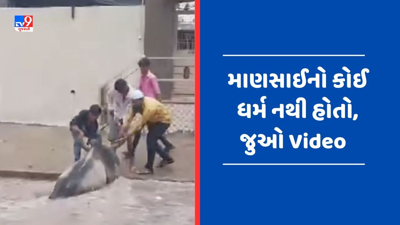 Viral Video : પાણીમાં ડૂબી રહી હતી ગાય, હિન્દુ-મુસ્લિમ યુવાનોએ સાથે મળીને બચાવ્યો જીવ