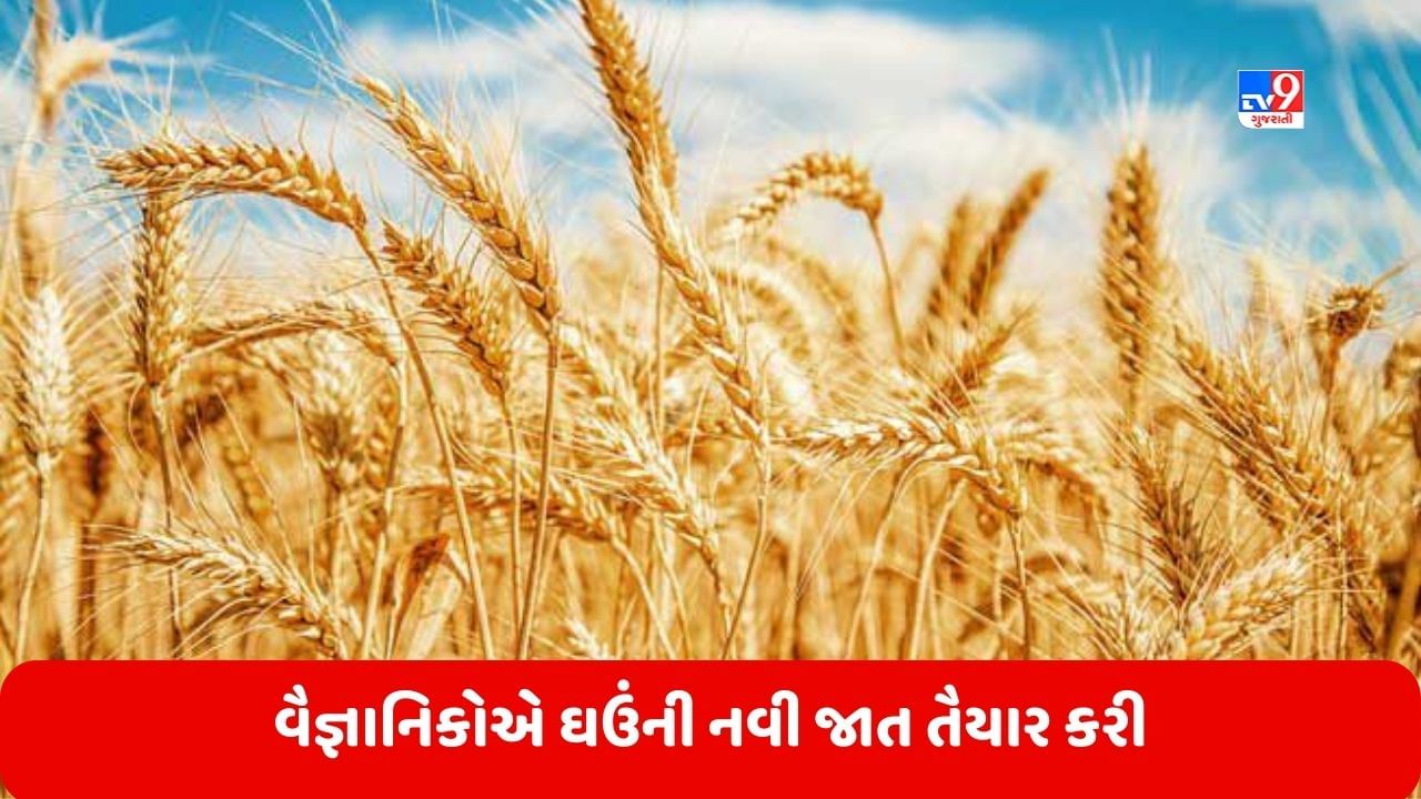 Wheat Farming: વૈજ્ઞાનિકોએ ઘઉંની નવી જાત તૈયાર કરી, તેની રોટલી ખાવાથી ડાયાબિટીસના દર્દીઓને થશે ફાયદો