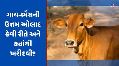 Animal Husbandry: ગાય-ભેંસની ઉત્તમ બ્રીડ કેવી રીતે અને ક્યાંથી ખરીદવી? જાણો સંપૂર્ણ વિગત