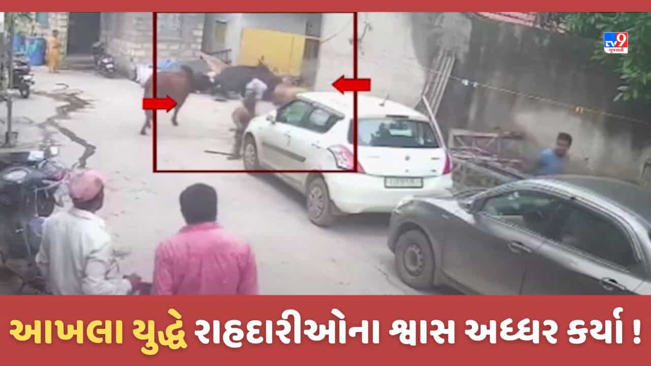 Gujarat Video: રાજકોટના જેતપુરમાં રખડતા ઢોરનો આતંક યથાવત્, ત્રણ આખલાઓએ રસ્તા પર તોફાન મચાવતા નાસભાગ, જુઓ CCTV