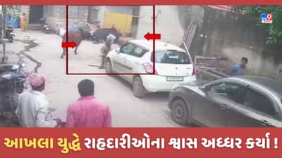 Gujarat Video: રાજકોટના જેતપુરમાં રખડતા ઢોરનો આતંક યથાવત્, ત્રણ આખલાઓએ રસ્તા પર તોફાન મચાવતા નાસભાગ, જુઓ CCTV