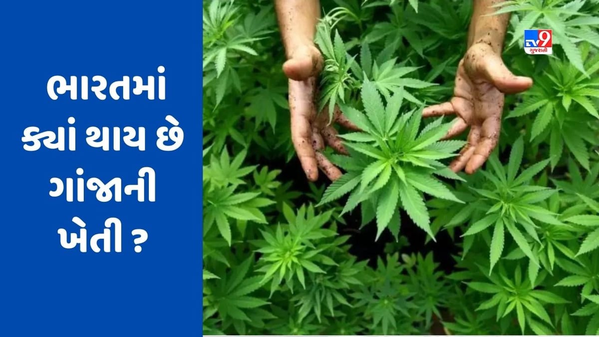 શું ગુજરાતમાં ગાંજાની (cannabis) ખેતી કરવી કાયદેસર છે ? જાણો ભારતમાં ક્યાં થાય છે ગાંજાની ખેતી શું ગુજરાતમાં ગાંજાની (cannabis) ખેતી કરવી કાયદેસર છે ? જાણો ભારતમાં ક્યાં થાય છે ગાંજાની ખેતી