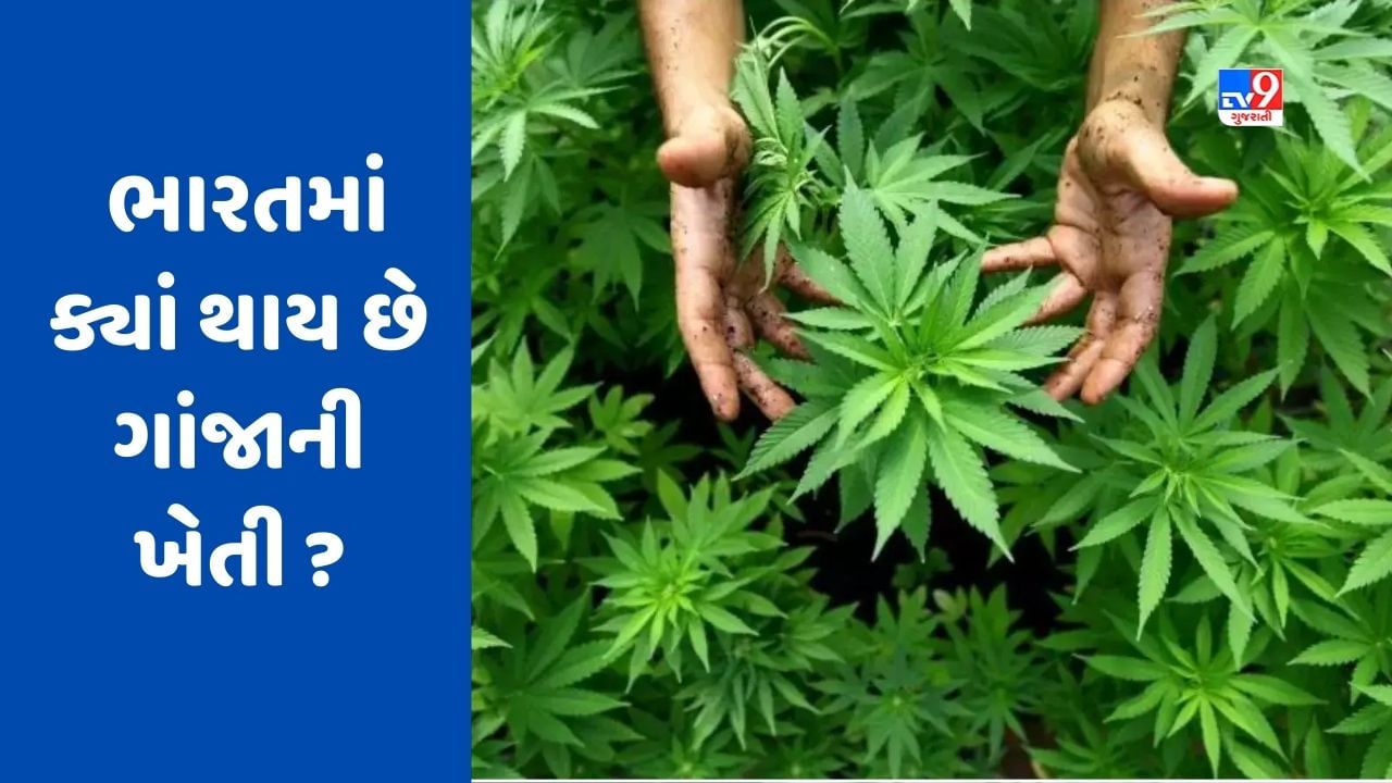 શું ગુજરાતમાં ગાંજાની (cannabis) ખેતી કરવી કાયદેસર છે ? જાણો ભારતમાં ક્યાં થાય છે ગાંજાની ખેતી