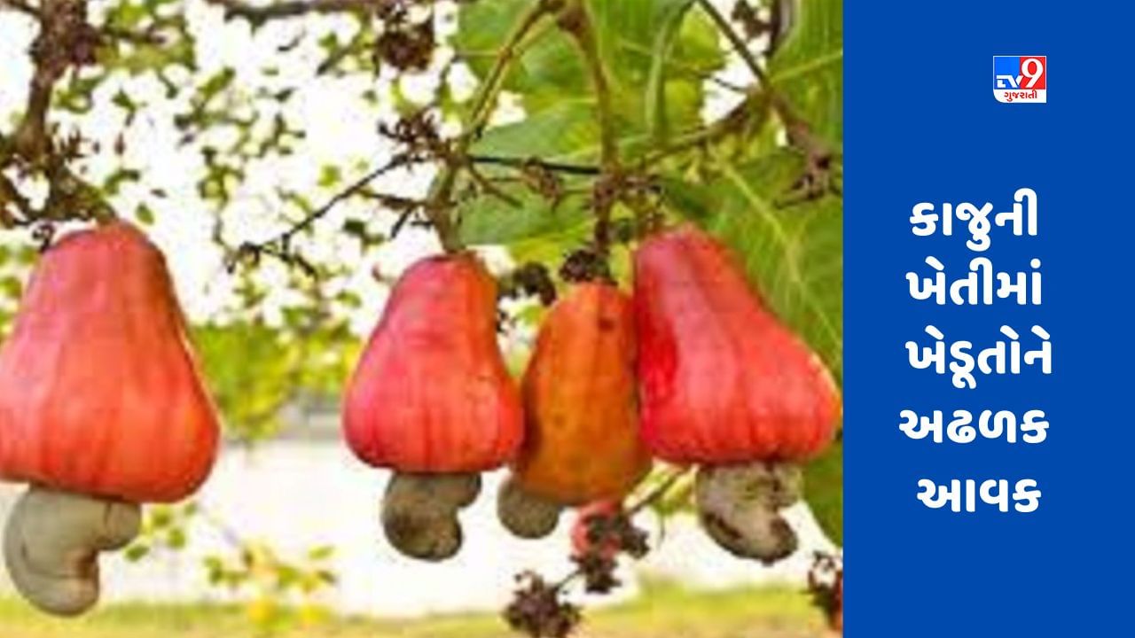 Cashew Farming:  જો તમે જલ્દી ધનવાન બનવા માંગતા હોવ તો કરો કાજુની ખેતી, આ રીતે થશે તમારી આવક