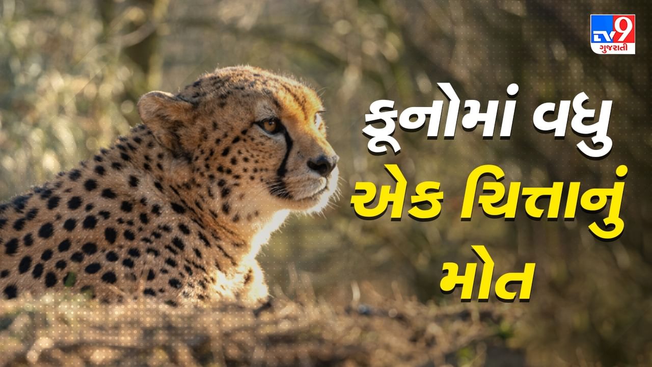 Kuno National Park: કૂનો નેશનલ પાર્કમાં વધુ એક ચિત્તાનું મોત, અત્યાર