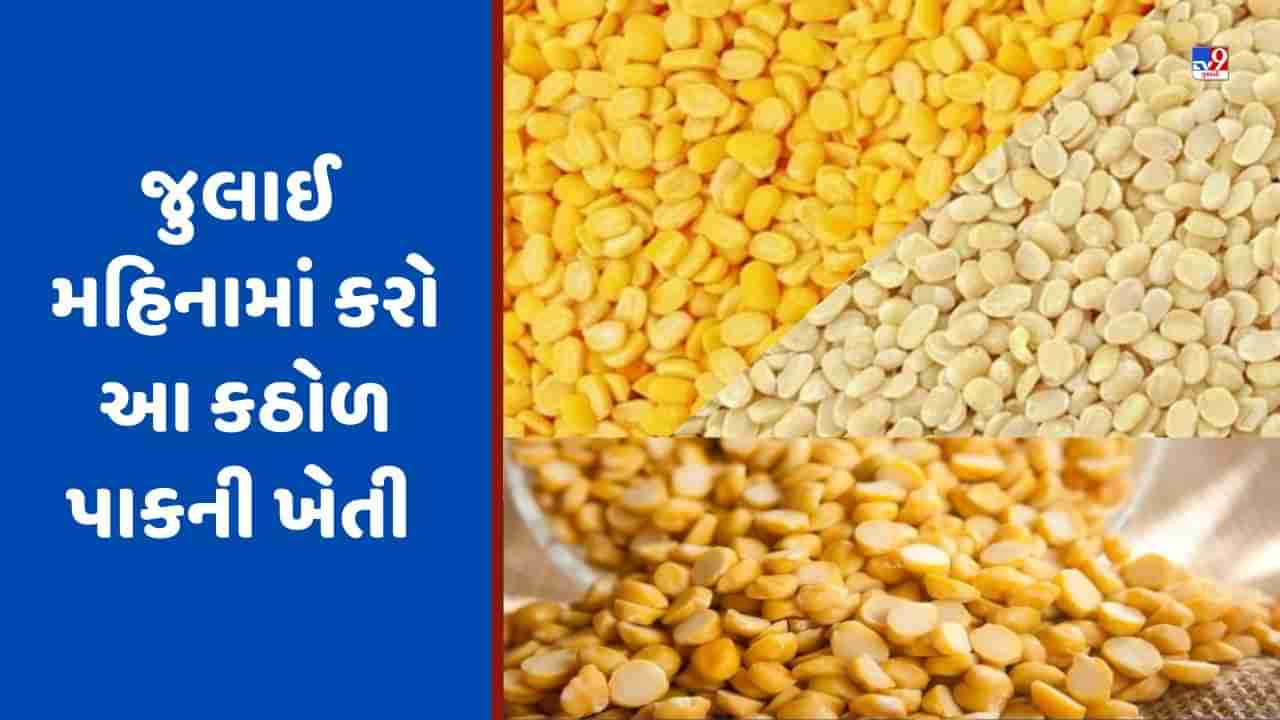 જુલાઈ મહિનામાં આ ત્રણ કઠોળની ખેતીથી ખેડૂતો કરી શકે છે સારી એવી કમાણી, જાણો આ પાક વિશે